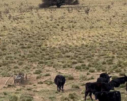 500ha Agrícola-ganaderas Sobre Ruta Nacional 35