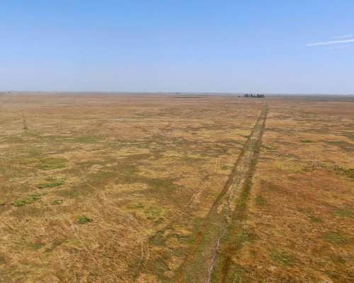 463 Has en Daireaux, BS. AS. - Ganadero - Venta