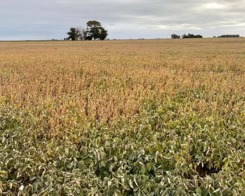 Venta 250 Has 100% Agrícola, Balcarce.