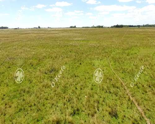 Campo en Venta de 450 Has en Magdalena. Ganadero