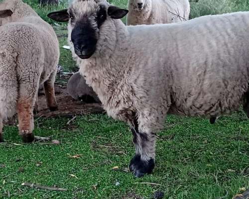 Lote de 6 Ovejas y 1 Carnero Hampshire Down