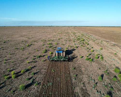 Subsolador Descompactador Escarificador Recto Genovese