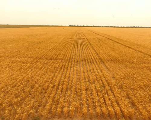 Charata Chaco Campo Agrícola