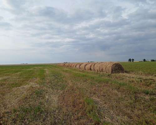 Rollos de Avena Granada
