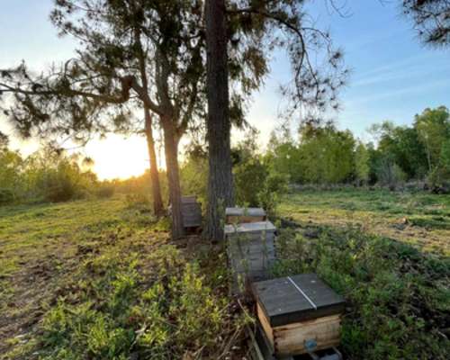 Campo Isla, en el Delta Entrerriano. Ganadero Forestal