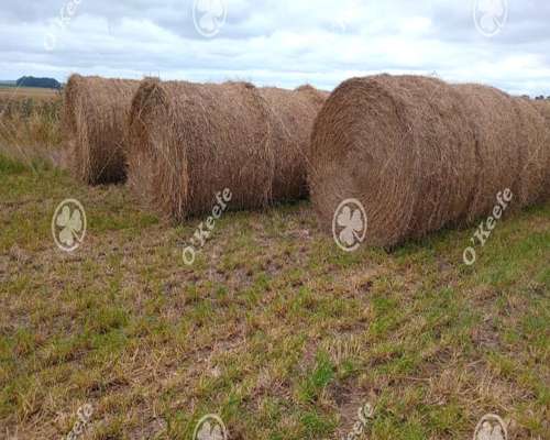 Campo en Venta 178 Has en Loberia