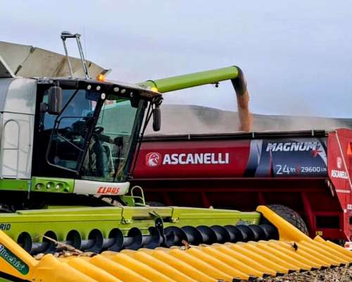 Maicero Allochis de 16 a 52 cm