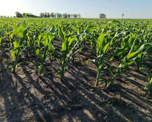 85 Has Agricolas las Rosas (santa FE)