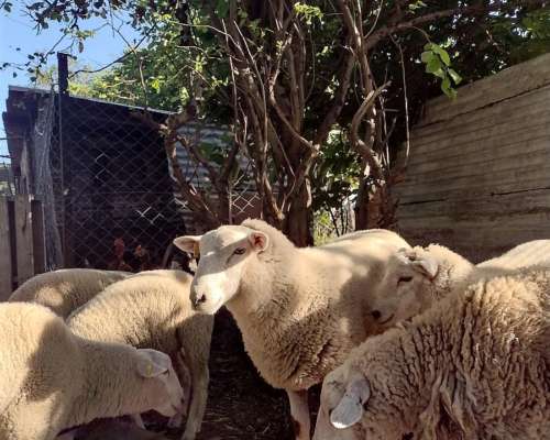 Carneros y Borregos Texel