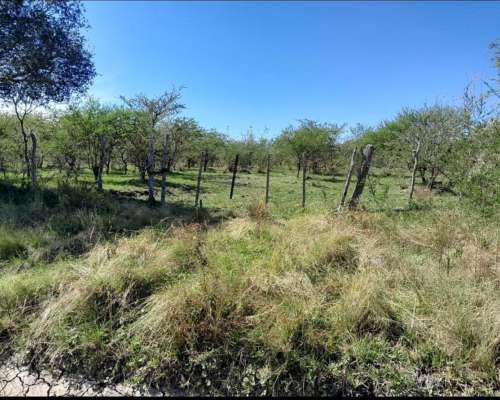 Campo Cerca de Feliciano