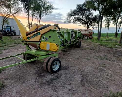 Allochis 16 a 52 año 2019