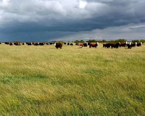 2700 Hectáreas Ganaderas en Ceibas en Gualeguaychú.