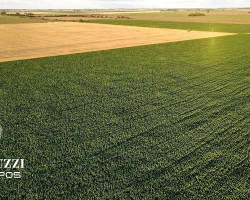 230 Ha Agricolas en los Cardos