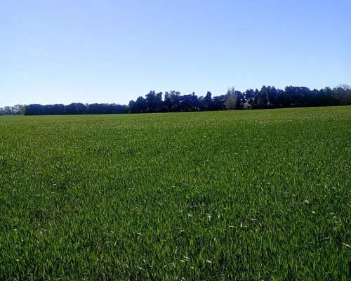 Venta. 80 Hectáreas Agricolas. Capitan Sarmiento.