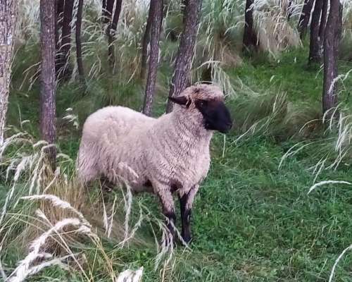 Corderos Borregos Carnero Cordoba