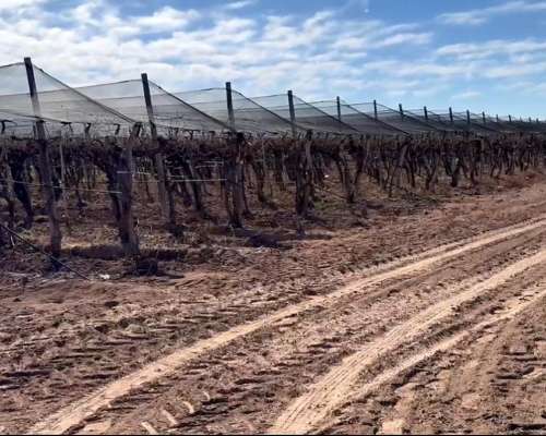 Finca de Viñedos Vitivinícola 34 Ha 2 Pozos,malla Anigranizo