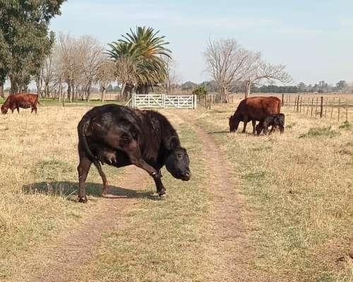 Chacra en Saladillo 12,5 Has