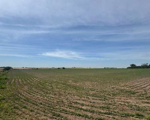 Campo Agrícola 183 Hectáreas