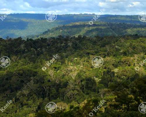 Campo en Venta 84.000 Has Bosque Nativo Misiones