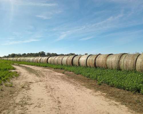520 Ha Agrícolas en Venta Norte de Córdoba