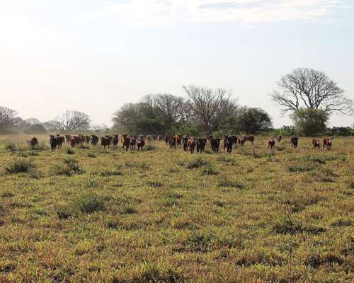 Ctes0028 Venta 7.000 HA. Ganadero Saladas
