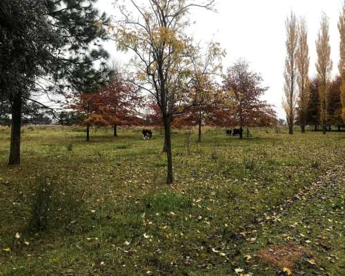 General las Heras, Buenos Aires - 36 Ha