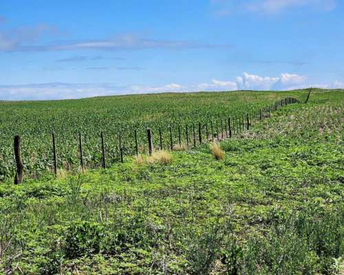 Nueva Escocia, Pedernera, San Luís - 1.840 Ha