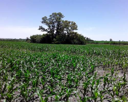 Campo Agricola 196 Hectáreas Entre Rios
