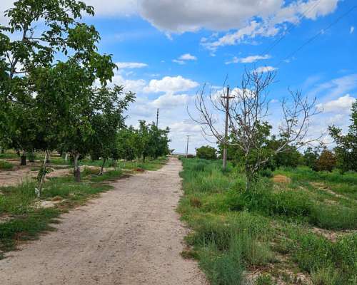 Finca de Nogales en Producción