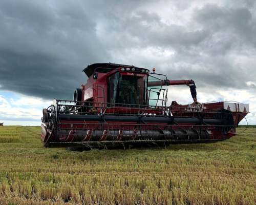 Cosechadora Case IH Axial Flow 2799. año 2015. C/plataformas