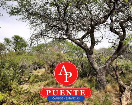 En Venta 2600 HA. Carro Quemado, la Pampa