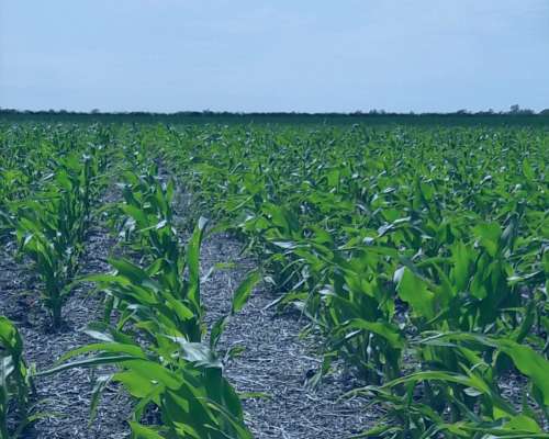Busco ( Necesito ) Campo Agrícola para Arrendar