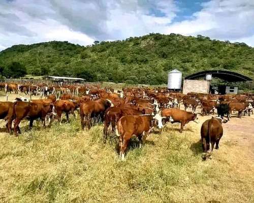 Campo Ganadero Dean Funes
