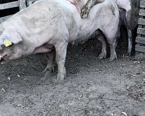 Santiagueño SE Ofrece para Labores de Campo Solo sin Familia