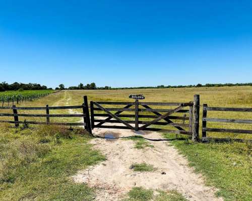 General Rodríguez, Buenos Aires - 79 Ha