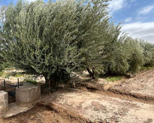 Finca en Venta 18.5has de Olivos, 3 de Mayo, Lavalle