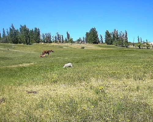 15.000 Ha-paso de INDIOS-CHUBUT-R.25