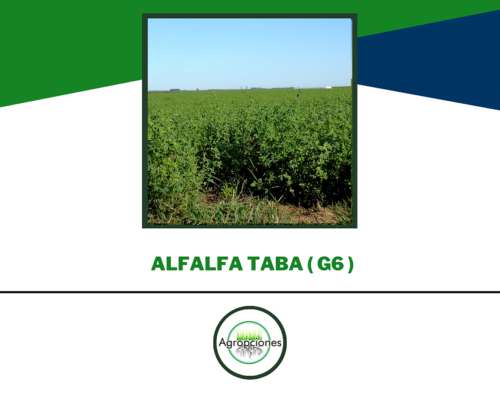 Semilla de Alfalfa Taba ( Grupo 6 )
