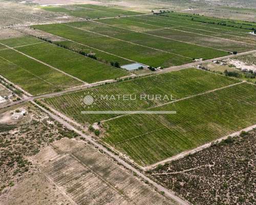 58 Has. Finca con Parrales en Santa Rosa, Mendoza