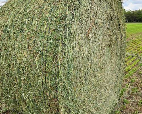 Rollos de Alfalfa de Primera