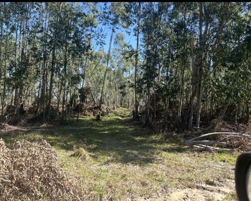 San Miguel 680 Has Forestal/ganadero Buen Precio