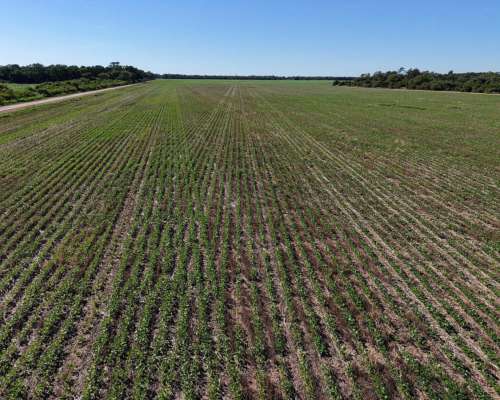 Charata, Chacabuco, Chaco - 100 Ha