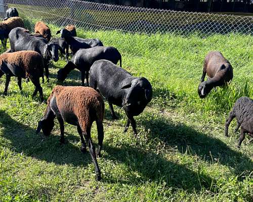 Borregas y Carneros Santa Inés