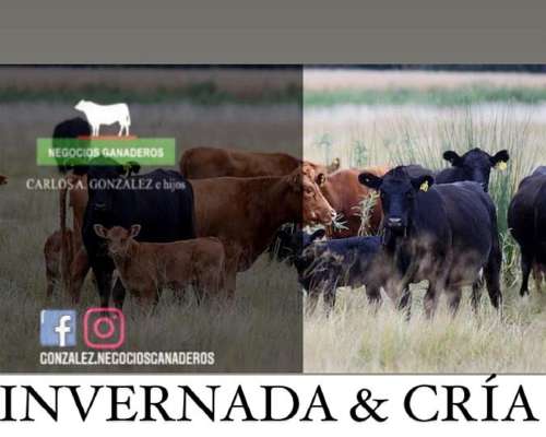 Compra/venta: Invernada y Cría- Tambos -