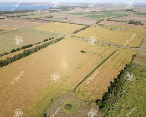 Campo en Venta 57 Has en Chascomús