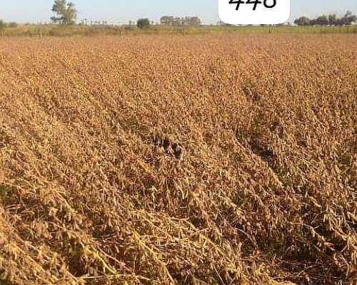 Soja NO GMO Fiscalizada la Manuela 448