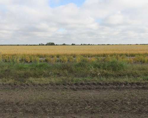 1.239 Has - en Venta - Federal - Entre Ríos