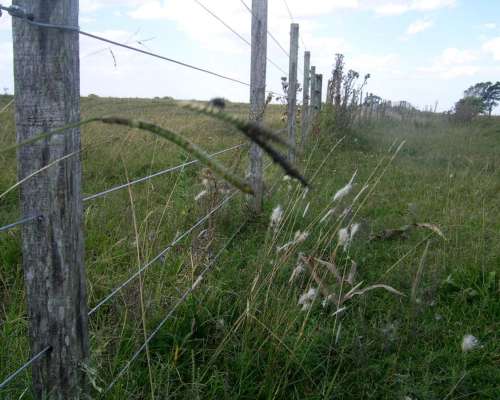 Alquiler 500 Ha de Cria Sobre la Ruta 11 Castelli
