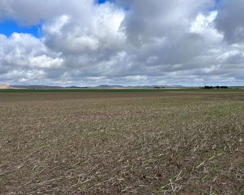 20 Hectáreas Pigue Sobre Ruta, Ideal Proyecto Inmobiliario