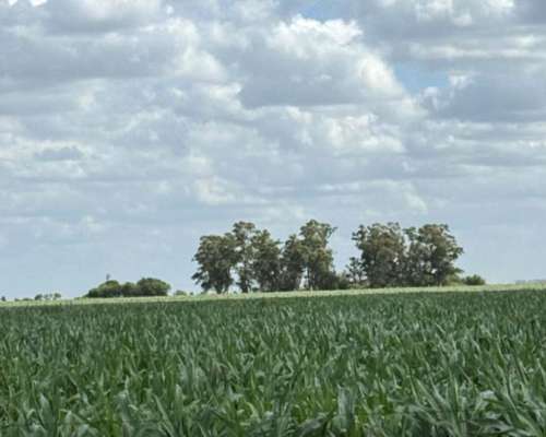 Campo Agrícola - San Antonio Litin - Cordoba.-